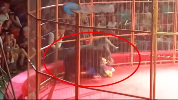 bear used in Russian circus pins man to the ground