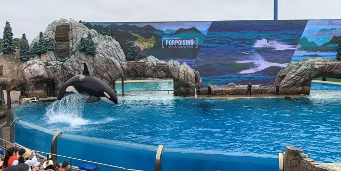 image of Corky being forced to perform at SeaWorld