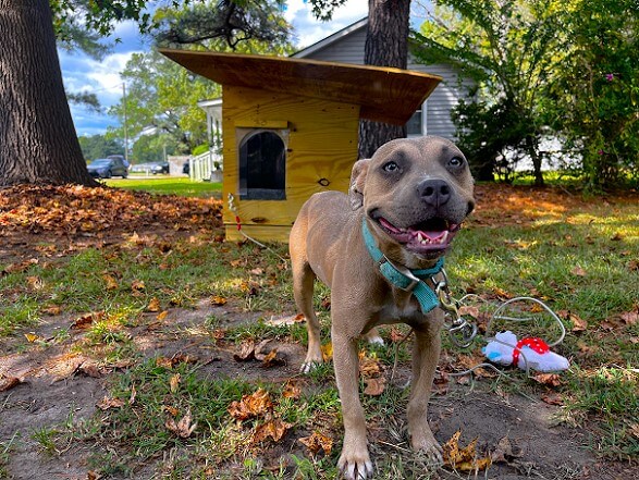 Jada After new doghouse