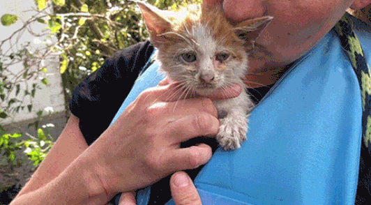 person holding kitten