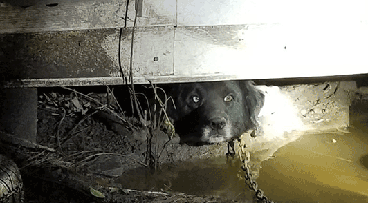 chained dog under structure GIF