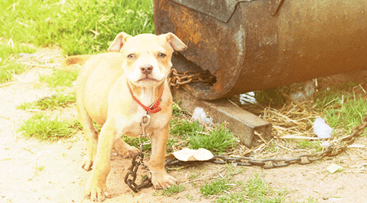 puppy on heavy metal chain outside