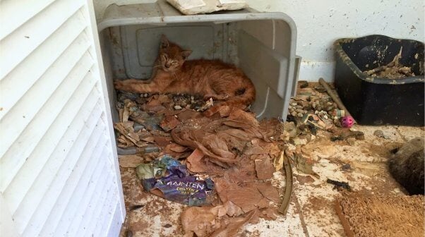 cat in a bin of garbage at Smilen Cat Rescue