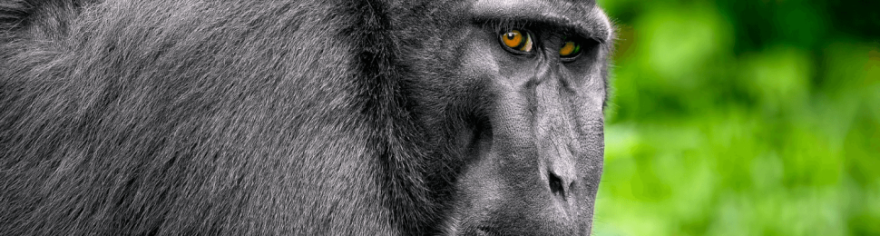 A black crested macaque stares into the camera