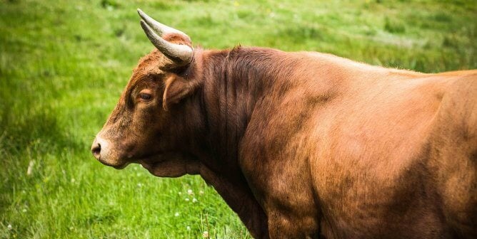 brown bull in grass