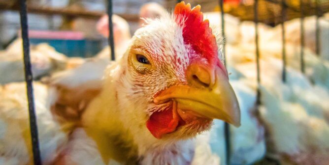 chicken in cage