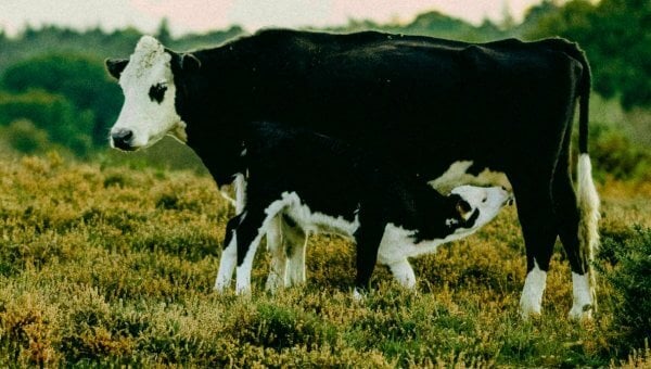 cow and calf drinking milk