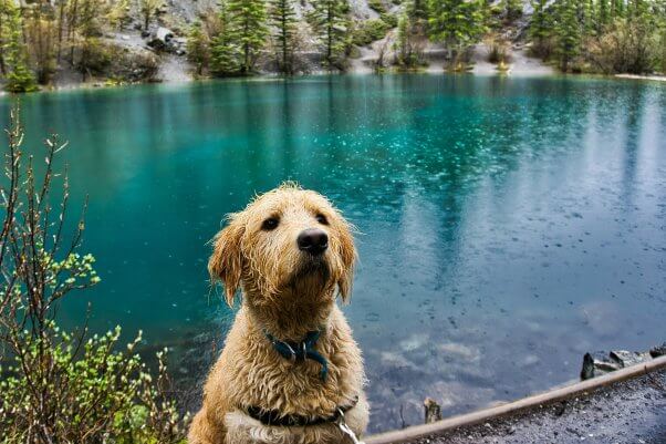 Tan wet dog sitting in front of a lake