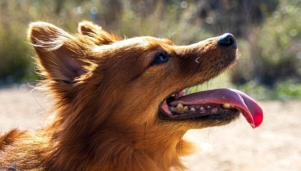 Brown dog side profile