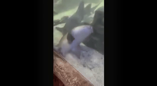 nurse shark convulsing