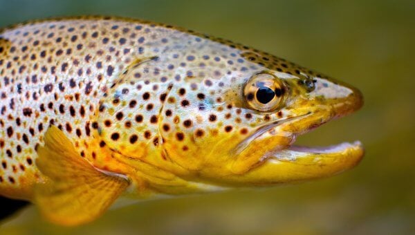 trout fish