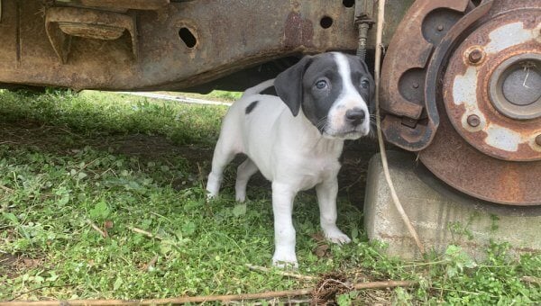 little puppy under car