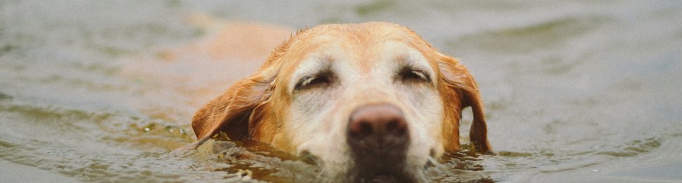 A yellow dog swimming