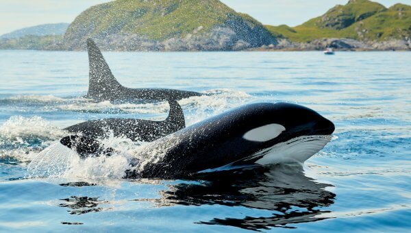 Whales swimming in Arctic Norway