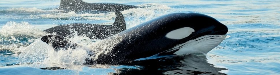 Whales swimming in Arctic Norway