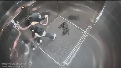 overhead black and white security footage still of a human hitting a cowering dog with a heavy rope in an elevator