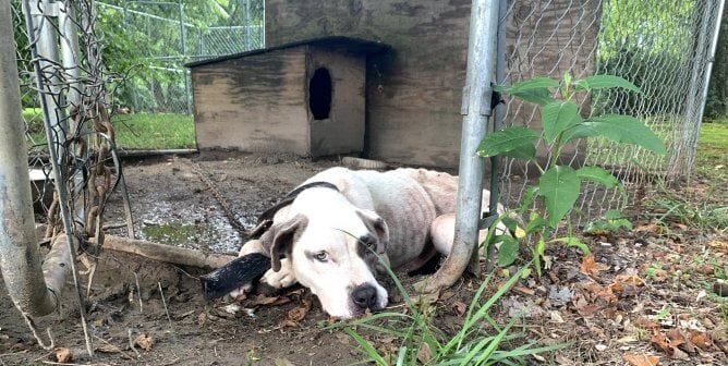 Sad dog whose ribs are showing chained outside