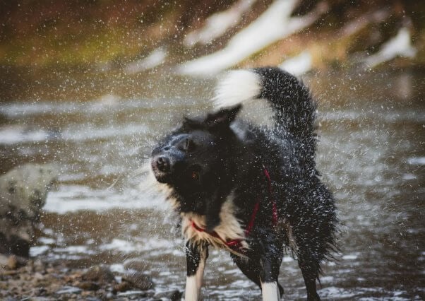 Black and white dog in a harness shaking themself dry
