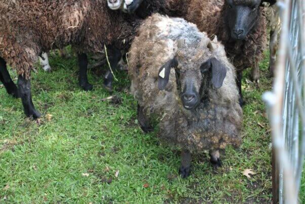 A sheep covered in burrs at Animal Haven Zoo