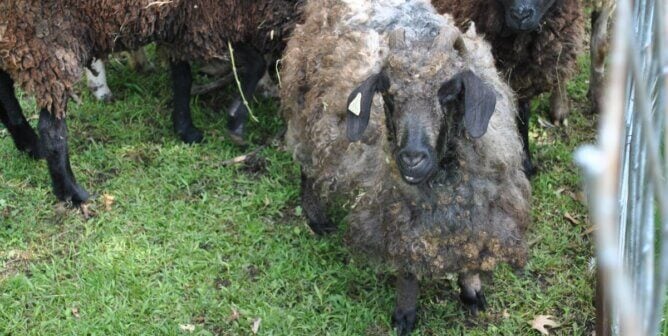 A sheep covered in burrs at Animal Haven Zoo