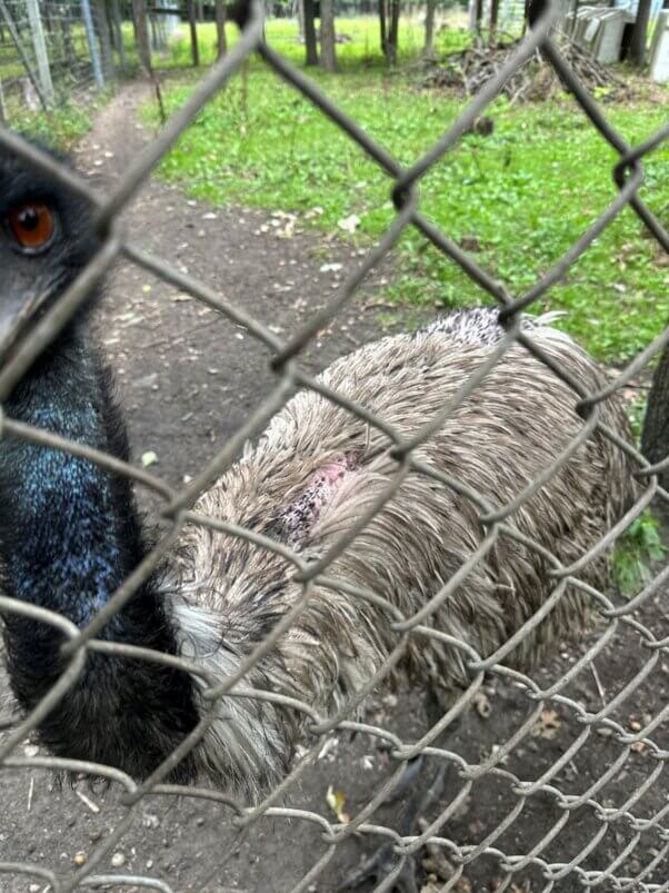 An emu with missing feathers at Animal Haven Zoo