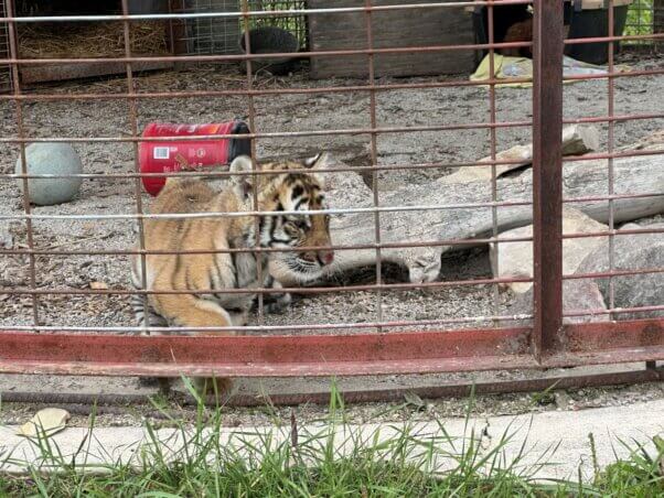 A tiger cub with a bloody nose at Animal Haven Zoo
