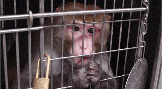 Image of monkey in cage at laboratory.