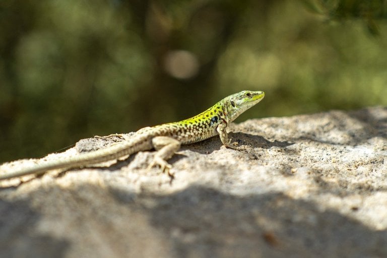 Gecko visual data 5