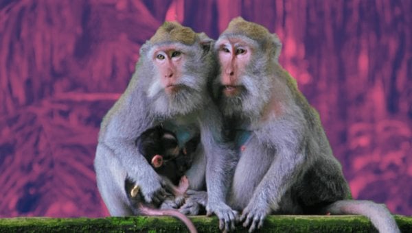 Family of long-tailed macaques with purple background