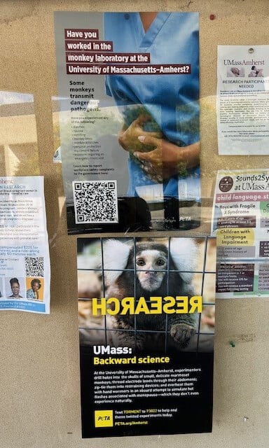Cork board with PETA flyers