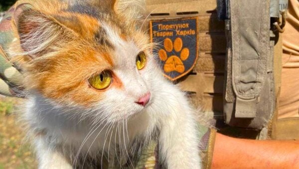 white and orange cat rescued in ukraine