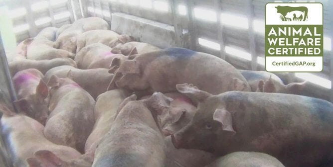 pigs crammed in container with GAP logo