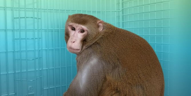 Cornelius the monkey with pink background