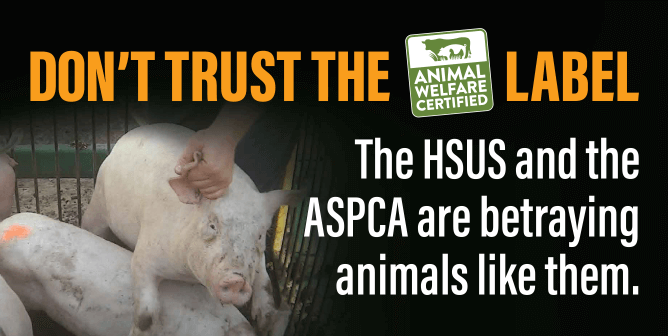 Pig next to text that says "Don't' trust the animal welfare certified label. The HSUS and ASPCA are betraying animals like THEM."