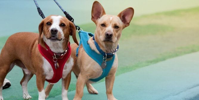 dogs on harness colorful background