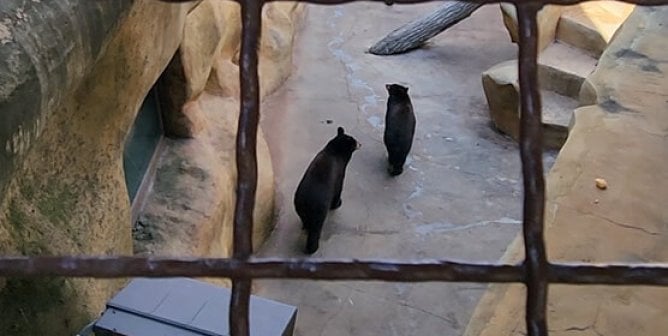 bears in concrete pit