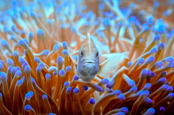 fish in the ocean next to sea anemone