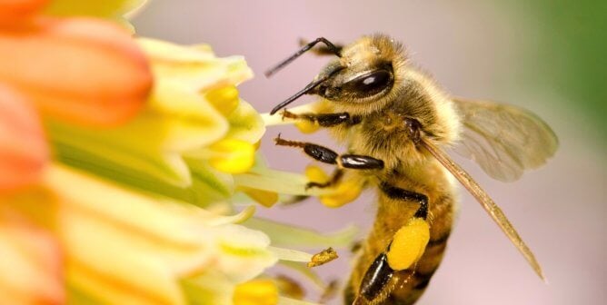 Bee on orange and yellow flowers