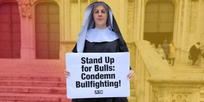 Protester dressed as nun is on stilts in protest for the Pope to help bulls