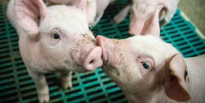pigs on blue grate