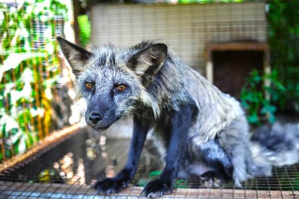 silver fox in fur industry