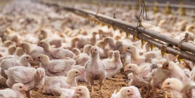 Chickens in a crowded barn