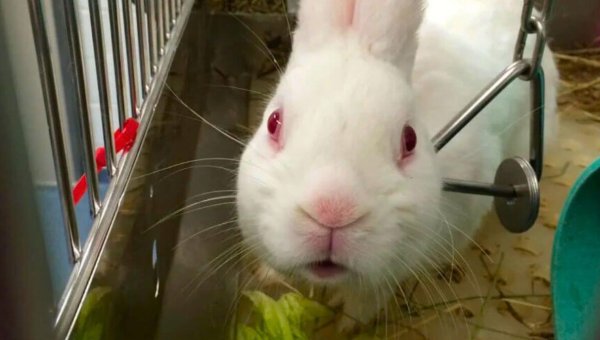 White rabbit used in experiments at the University of Pittsburgh