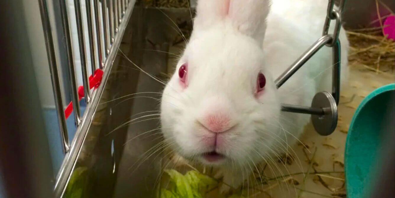 Peta Rabbit Testing Animal Experiments at the University of Virginia Exposed | PETA