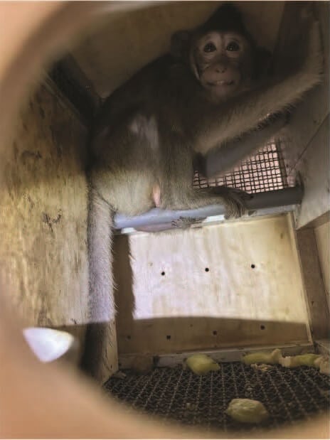 A monkey fear grimacing in a crate