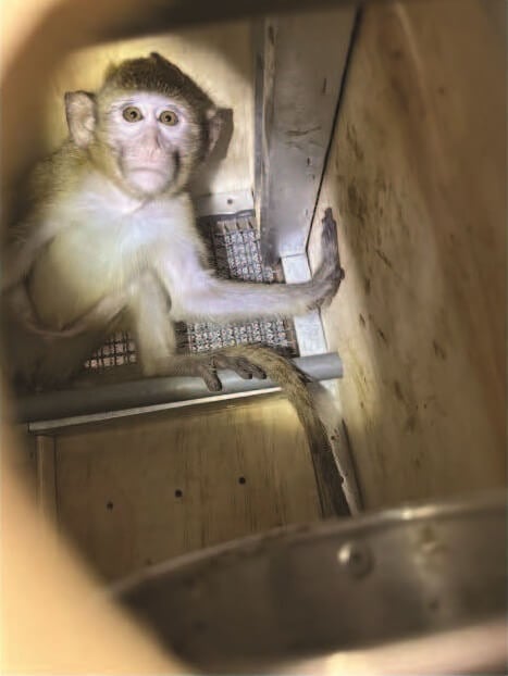 A monkey in a crate