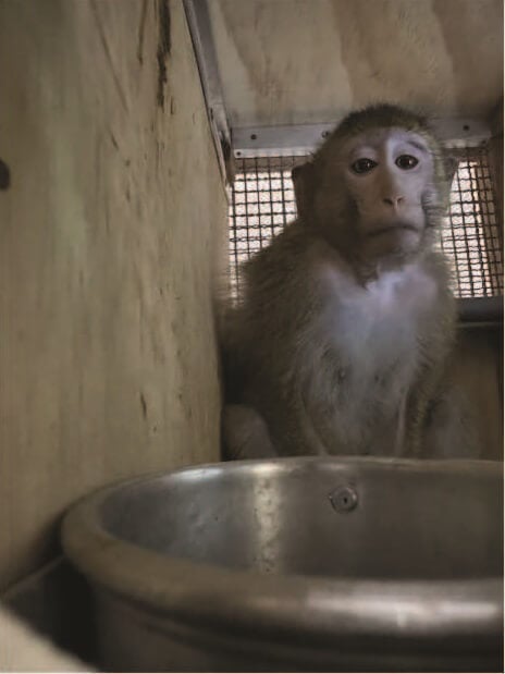 A monkey in a crate