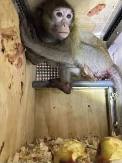 Injured monkey in a crate