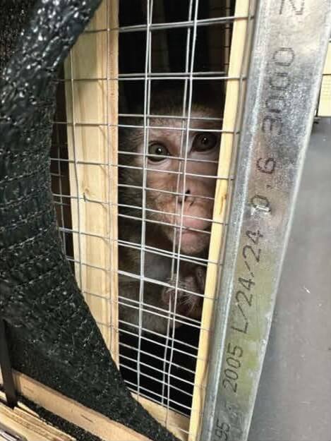 Monkey peering from a crate
