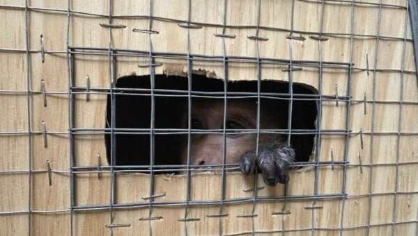 A monkey peering out of a crate
